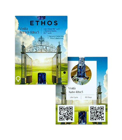 Voilà AUTO Rbx5 fem (Ethos Genetics) семена конопли