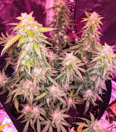 Quarter Pounder Autoflower fem (Easy Grow Seeds) семена конопли