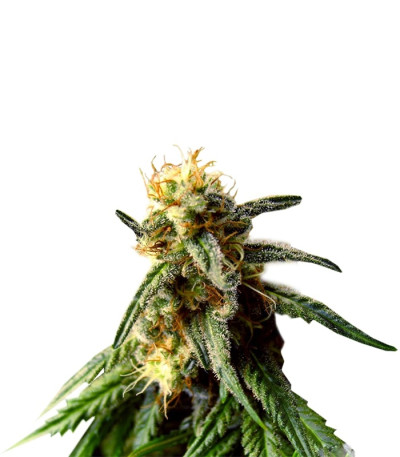 AMS fem семена конопли