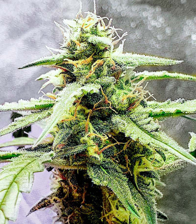 Auto Gorilla fem (00 Seeds) семена конопли