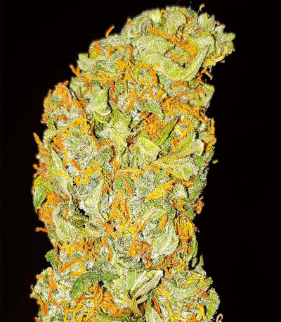 Auto Mimosa Punch fem (Advanced Seeds) семена конопли