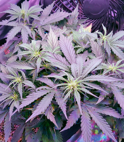 Auto Sweet Soma fem (00 Seeds) семена конопли