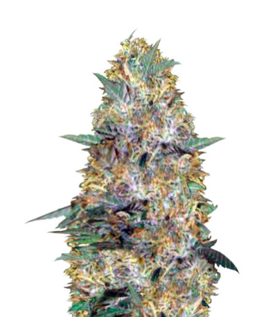 Auto Caramelino fem (Victory Seeds) семена конопли