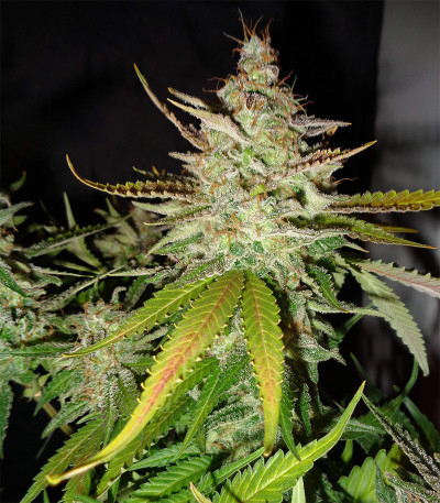 Big Bubble fem (Anaconda Seeds) семена конопли