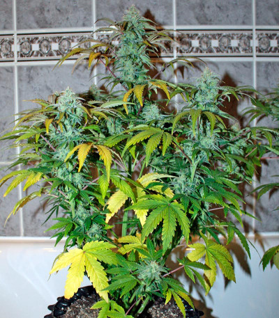 Baby Boom Auto fem семена конопли