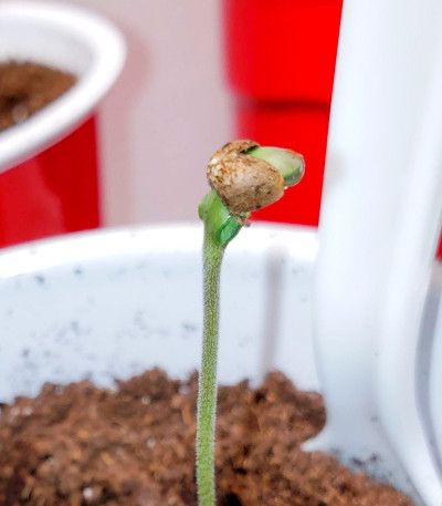 Семена конопли сорта Black Widow