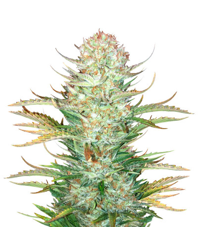 Bruce Banner Auto fem семена конопли