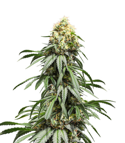 Bruce Lemon Diesel fem (Dutch Passion) семена конопли