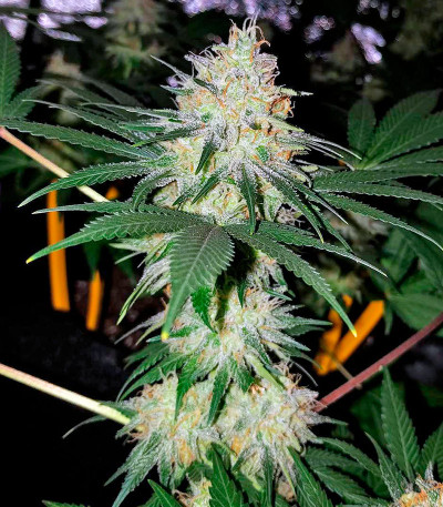 Bubblelicious fem (Nirvana Seeds) семена конопли