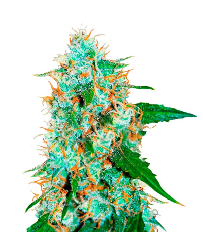 Critical Neville Haze 2.0 fem (Delicious Seeds) семена конопли