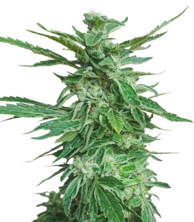 Cafe Racer (Blimburn Seeds) семена конопли