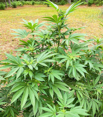 Cafe Racer (Blimburn Seeds) семена конопли