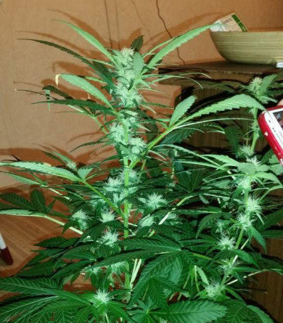 Critical Impact fem (Vision Seeds) семена конопли