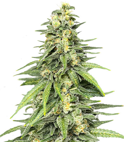 Dozy Cookies fem (AlphaFem Seeds) семена конопли