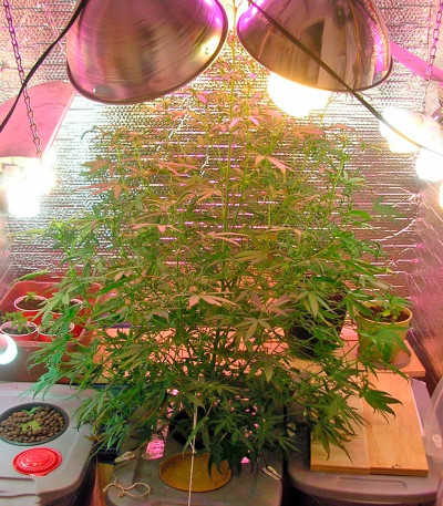Kush-N-Cheese Autoflowering fem семена конопли