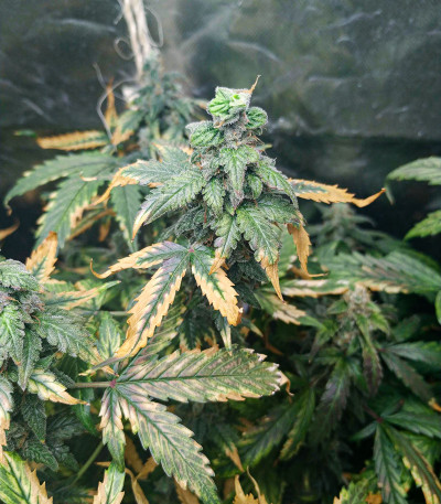 Lemon Pie Auto fem (FastBuds) семена конопли