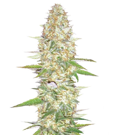 Купить сорт марихуаны Perfect Power Plant (Bulk Seed Bank) 