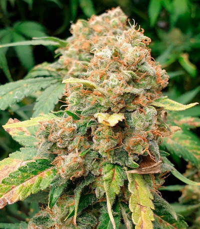 Phantom OG fem (Barney's Farm) семена конопли