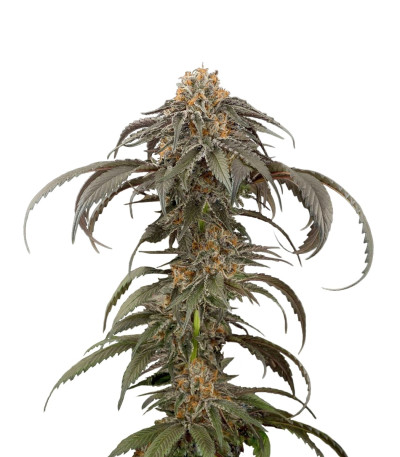 Purple Afghan Kush fem (Dinafem Seeds) семена конопли