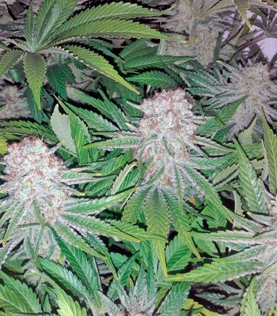 Raspberry Cough reg (Nirvana Seeds) семена конопли
