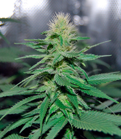 Smile fem (Kannabia Seed Company) семена конопли