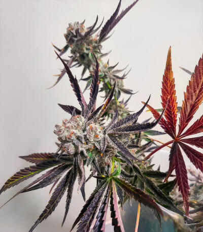 Sour MAC F1 fem (Seedkeepers) семена конопли