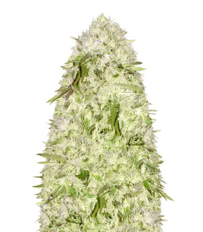 Sweet Harlem Diesel reg (Sumo Seeds) семена конопли