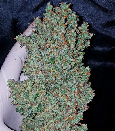 Cinderella's fem (Sumo Seeds) семена конопли