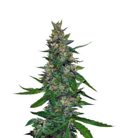 Timanfaya Auto fem (VIP seeds) семена конопли