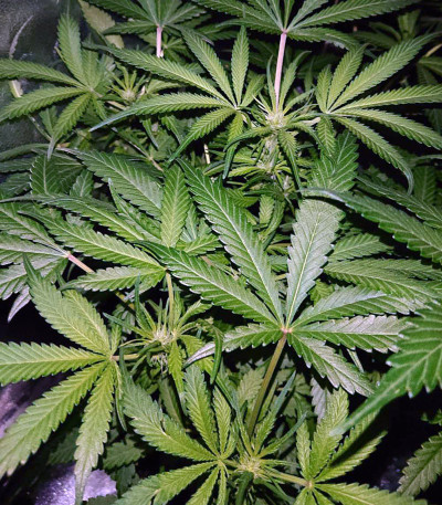 Triple Cheese fem (Barney's Farm) семена конопли