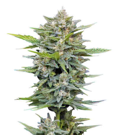 Vanilla Latte Auto fem (Humboldt Seed Company) семена конопли