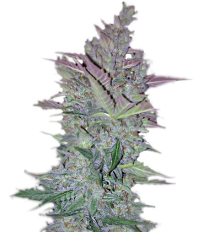 Vertigo Auto fem (Paradise Seeds) семена конопли