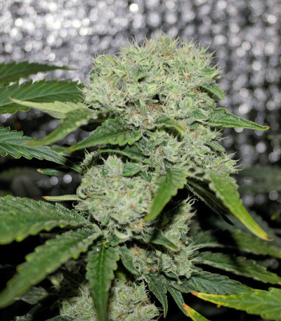 Critical Kush fem (Barney's Farm) семена конопли