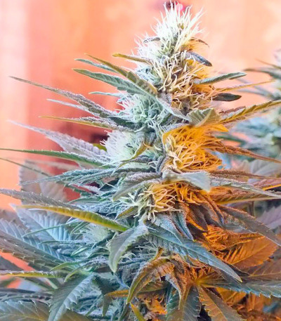 Ladyburn 1974 fem семена конопли