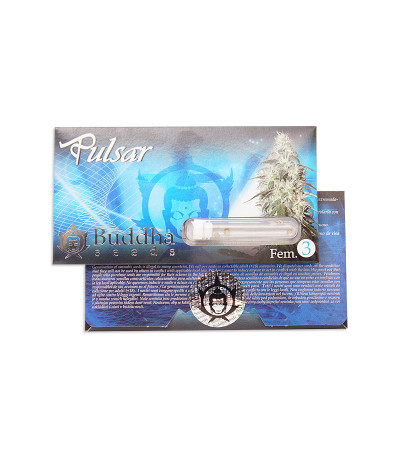 Buddha Pulsar fem семена конопли