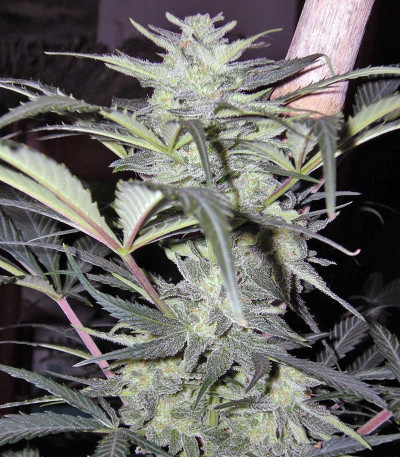 Sweet Special Auto fem (Sweet Seeds) семена конопли