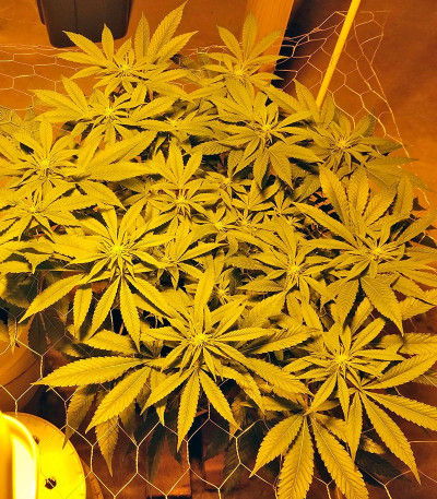 707 Headband fem (Humboldt Seeds) семена конопли