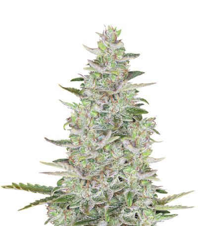 AK-01 (Anaconda Seeds) семена конопли