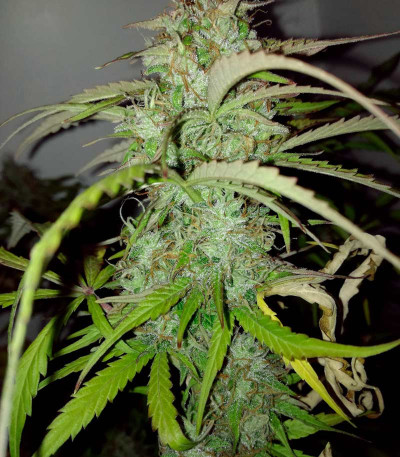 AK-77V fem (Victory Seeds) семена конопли