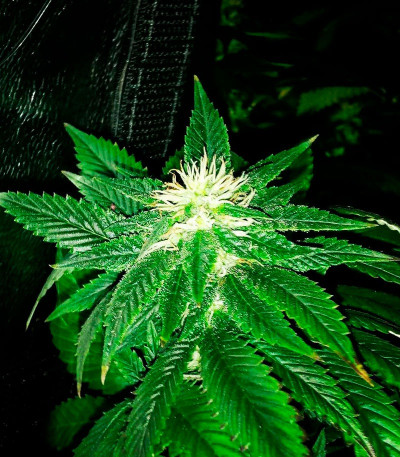 Afghan Cow fem (Dr. Krippling Seeds) семена конопли