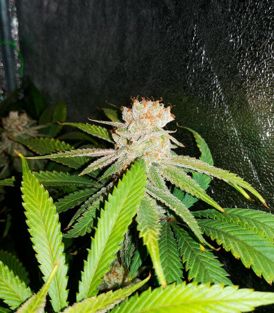 Семена сорта конопли Amnesia Haze