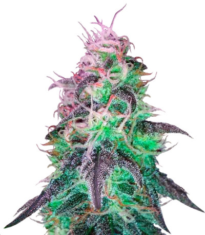 BlackJack fem (Nirvana Seeds) семена конопли