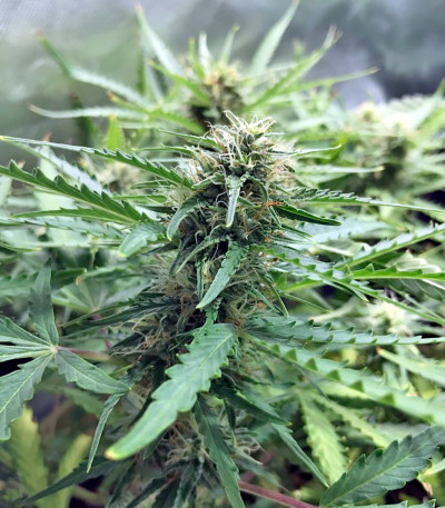 Сорт каннабиса Blue Critical Autoflowering