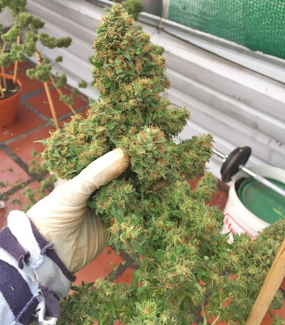 Buddha Kraken fem (Buddha Seeds) семена конопли