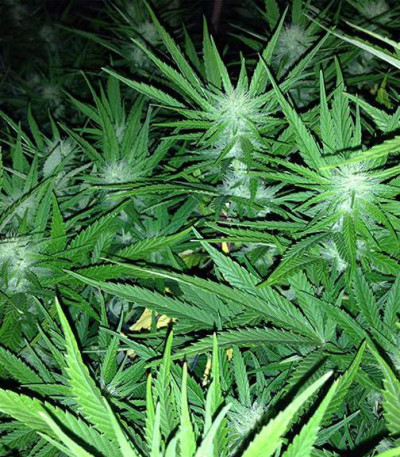 Choco Bud fem (Vision Seeds) семена конопли