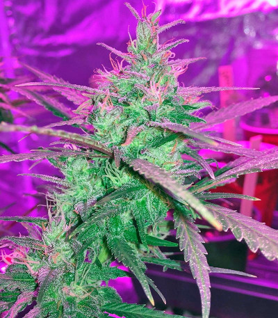 Crystal METH Auto fem (FastBuds) семена конопли