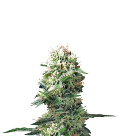 Dance World CBD fem (Royal Queen Seeds) семена конопли