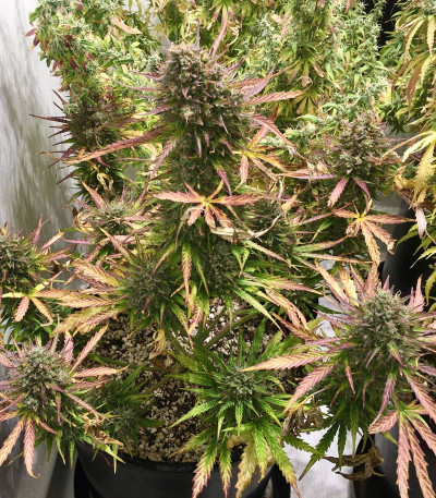 Original Glue Auto fem (Nirvana Seeds) семена конопли
