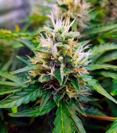 Gorilla Auto (Gorilla Glue Auto) fem Fastbuds семена конопли