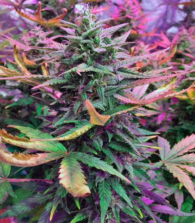 Haze XXL Autoflowering fem семена конопли